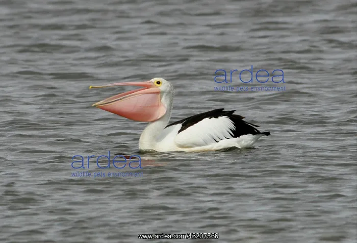  : Australian Pelican (Pelecanus conspicillatus), adult