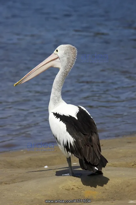 : Australian Pelican (Pelecanus conspicillatus) : Australian Pelican (Pelecanus conspicillatus)