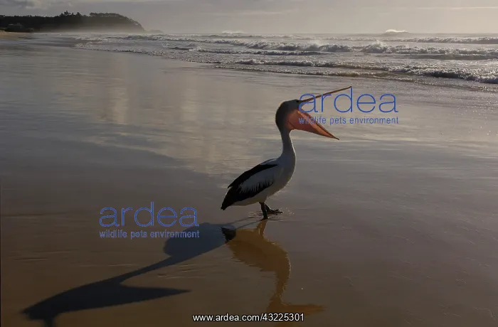  : Australian pelican (Pelecanus conspicillatus)