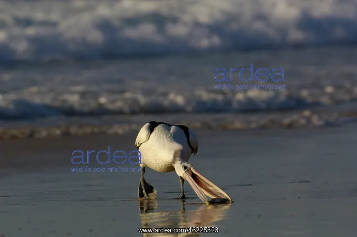 : Australian pelican (Pelecanus conspicillatus) : Australian pelican (Pelecanus conspicillatus)
