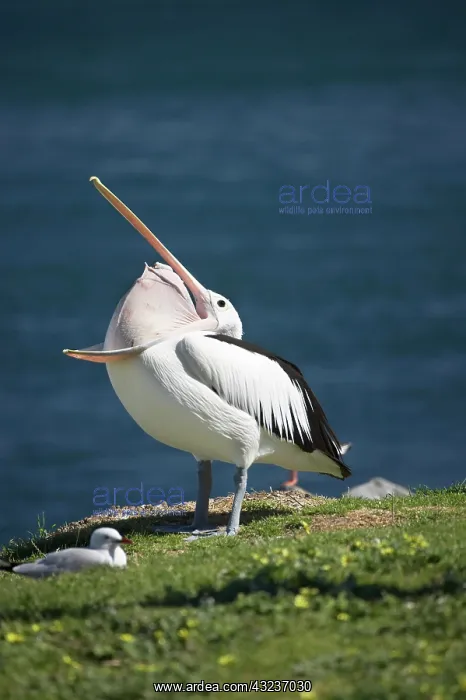 : Australian Pelican (Pelecanus conspicillatus) : Australian Pelican (Pelecanus conspicillatus)