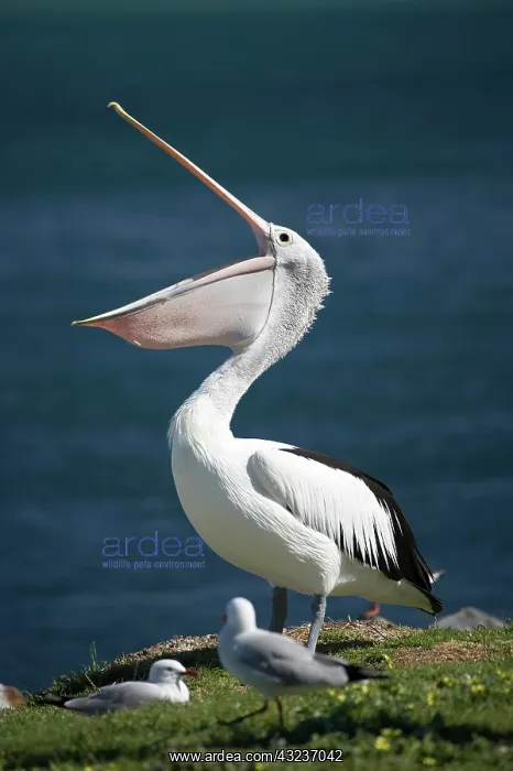 : Australian Pelican (Pelecanus conspicillatus) : Australian Pelican (Pelecanus conspicillatus)
