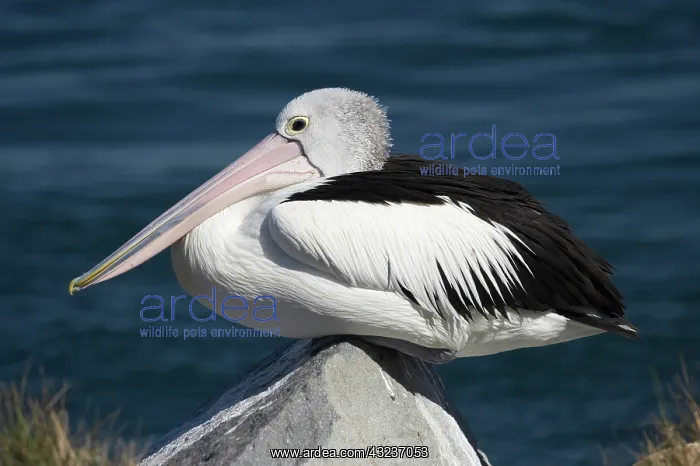 : Australian Pelican (Pelecanus conspicillatus) : Australian Pelican (Pelecanus conspicillatus)