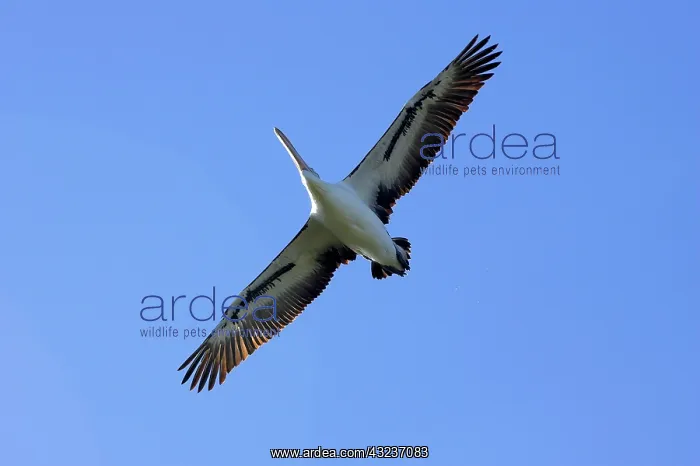 : Australian Pelican (Pelecanus conspicillatus) : Australian Pelican (Pelecanus conspicillatus)