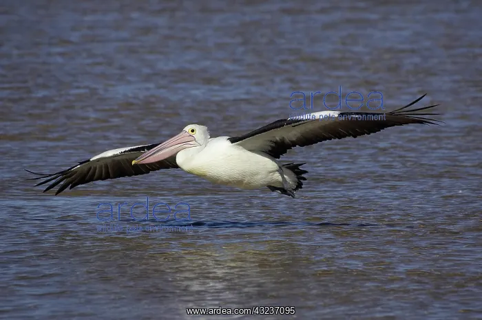 : Australian Pelican (Pelecanus conspicillatus) : Australian Pelican (Pelecanus conspicillatus)