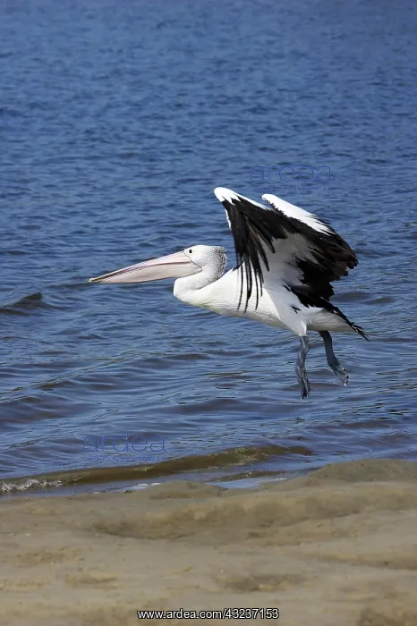 : Australian Pelican (Pelecanus conspicillatus) : Australian Pelican (Pelecanus conspicillatus)