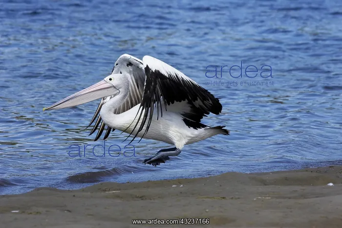  : Australian Pelican (Pelecanus conspicillatus)