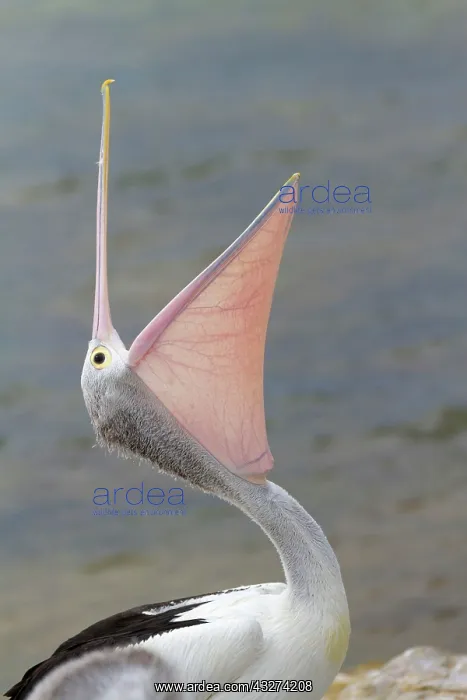 : Australian Pelican (Pelecanus conspicillatus) adult : Australian Pelican (Pelecanus conspicillatus) adult