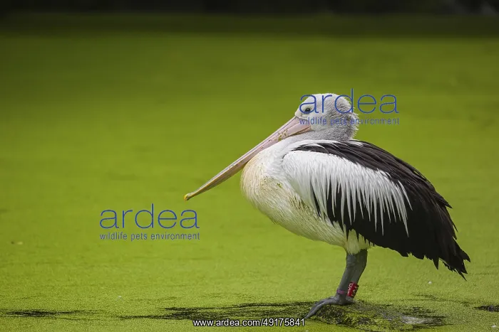 : An Australian pelican (Pelecanus conspicillatus) stands on a rock lying in a duckweed-covered pond : An Australian pelican (Pelecanus conspicillatus) stands on a rock lying in a duckweed-covered pond