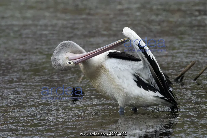 : Australian Pelican - Preening : Australian Pelican - Preening