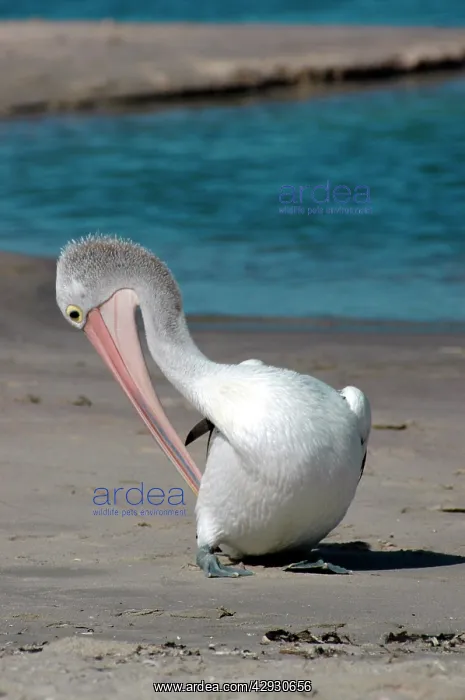: Australian Pelican preening on beach : Australian Pelican preening on beach