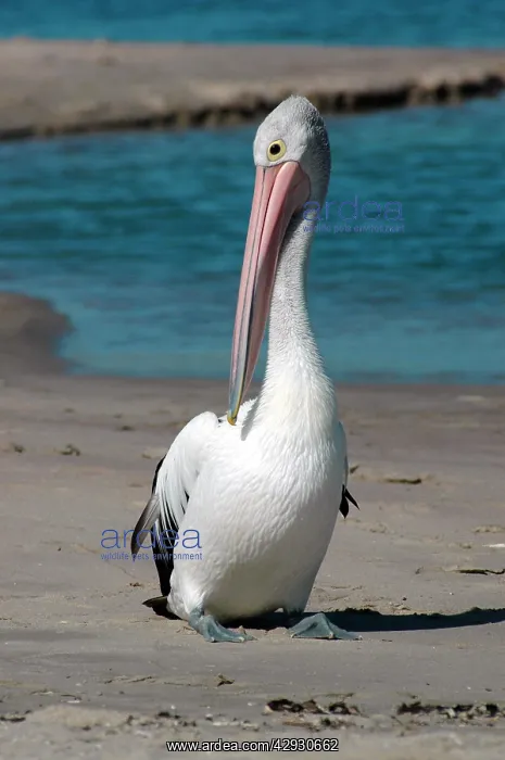 : Australian Pelican preening on beach : Australian Pelican preening on beach