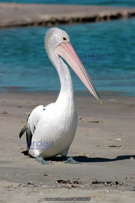 : Australian Pelican resting on beach : Australian Pelican resting on beach