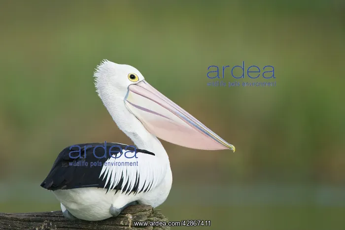 : Australian Pelican - Sitting on a favourite perch : Australian Pelican - Sitting on a favourite perch