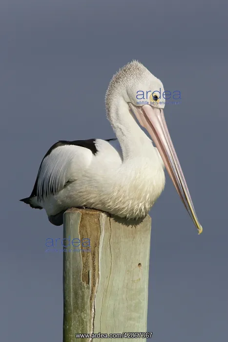 : Australian Pelican - Sitting on a jetty post in : Australian Pelican - Sitting on a jetty post in