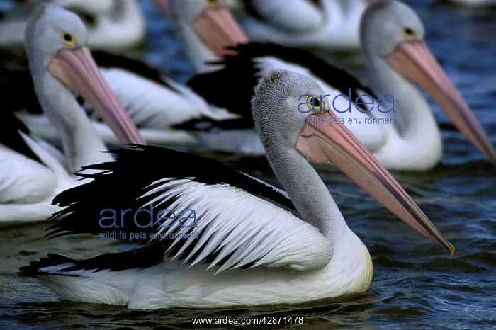 : Australian Pelican - Small group in water : Australian Pelican - Small group in water
