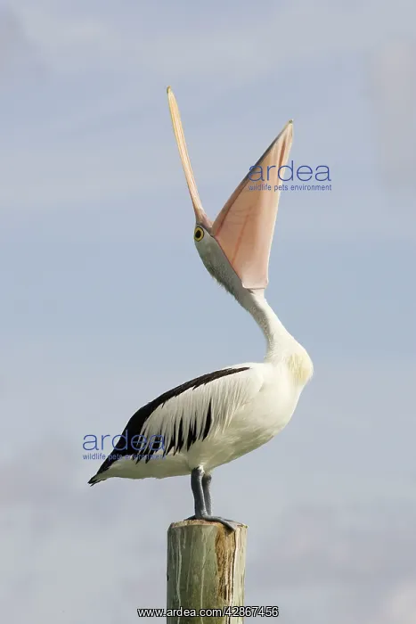 : Australian Pelican - Standing with bill wide open : Australian Pelican - Standing with bill wide open