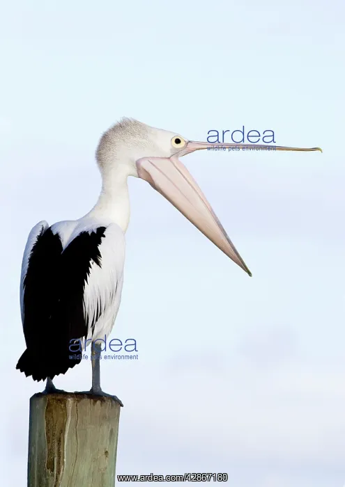 : Australian Pelican - Stretching its neck out and : Australian Pelican - Stretching its neck out and