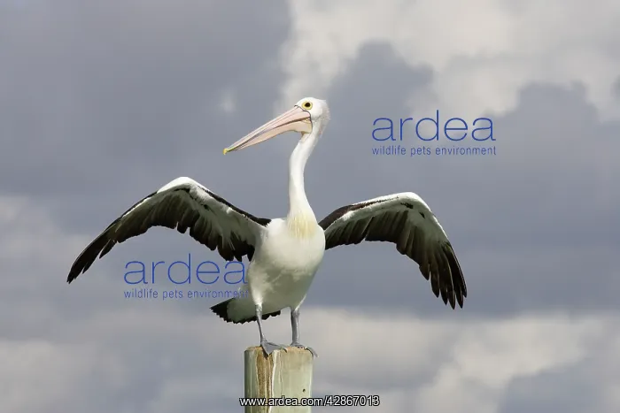 : Australian Pelican - Wings outsretched after alighting : Australian Pelican - Wings outsretched after alighting