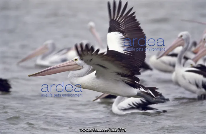 : Australian Pelicans : Australian Pelicans