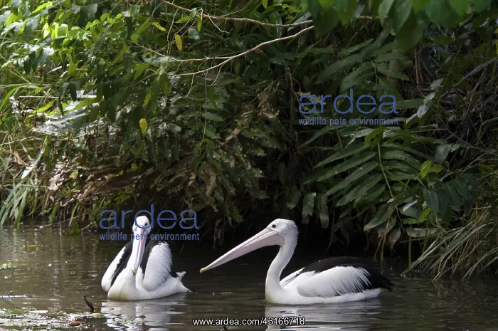 : Australian pelicans : Australian pelicans