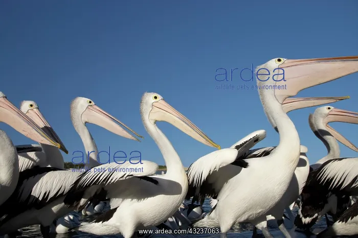 : Australian Pelicans (Pelecanus conspicillatus) : Australian Pelicans (Pelecanus conspicillatus)