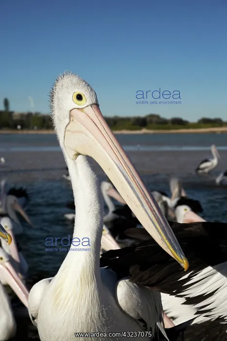 : Australian Pelicans (Pelecanus conspicillatus) : Australian Pelicans (Pelecanus conspicillatus)
