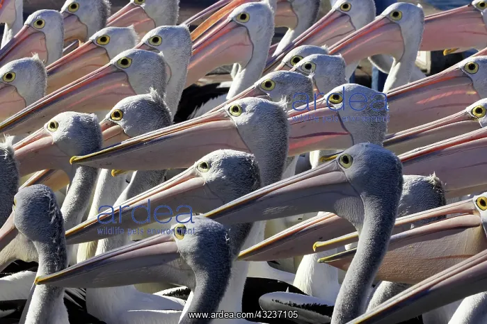  : Australian Pelicans (Pelecanus conspicillatus)