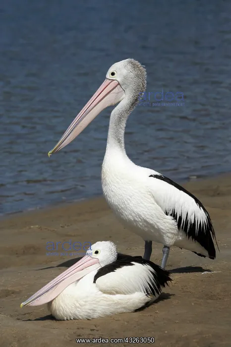 : Australian Pelicans (Pelecanus conspicillatus) : Australian Pelicans (Pelecanus conspicillatus)