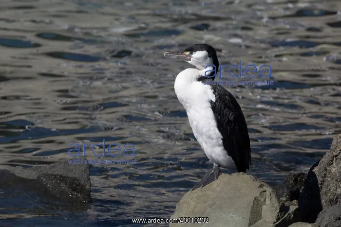 : Australian Pied Cormorant : Australian Pied Cormorant