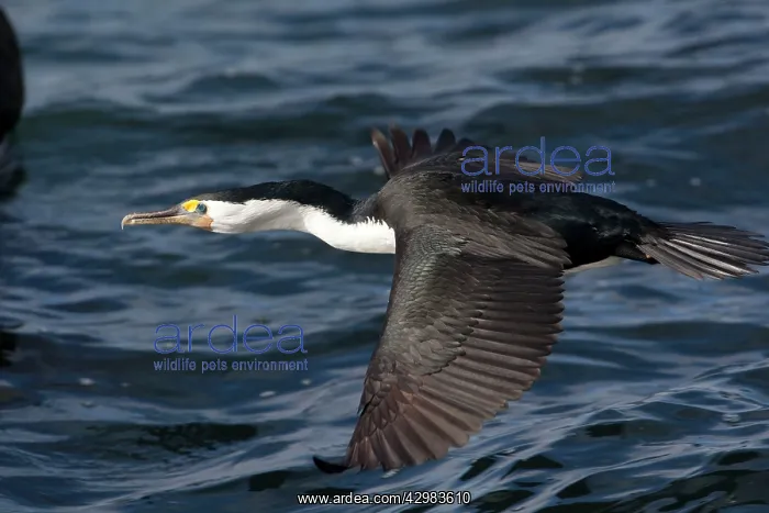 : Australian Pied Cormorant / Pied Shag : Australian Pied Cormorant / Pied Shag