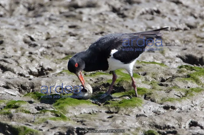 : Australian Pied Oystercatcher : Australian Pied Oystercatcher