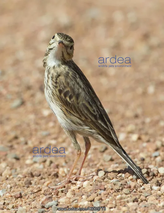 : Australian Pipit : Australian Pipit