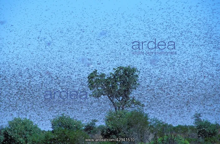: Australian Plague Locust - swarm that took twenty : Australian Plague Locust - swarm that took twenty