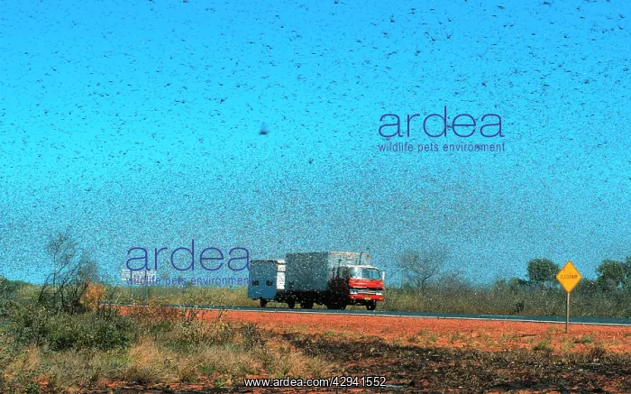 : Australian Plague Locust - swarm that took twenty : Australian Plague Locust - swarm that took twenty