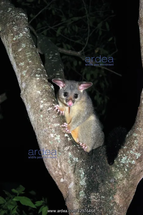 : Australian Possum - in tree at night : Australian Possum - in tree at night