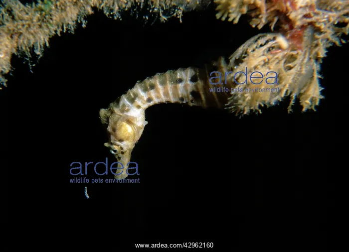 : Australian pot-bellied seahorse - juvenile hunting : Australian pot-bellied seahorse - juvenile hunting
