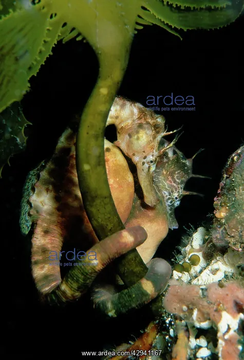 : Australian pot-bellied Seahorse - pair near pier pylon : Australian pot-bellied Seahorse - pair near pier pylon