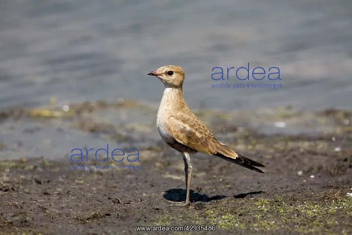 : Australian Pratincole : Australian Pratincole