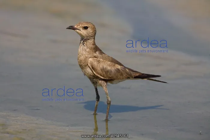 : Australian Pratincole : Australian Pratincole