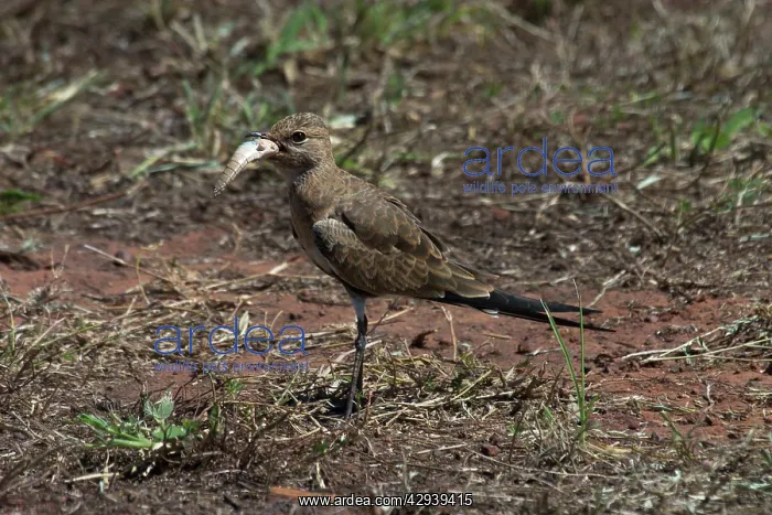: Australian Pratincole - Attempting to eat body : Australian Pratincole - Attempting to eat body