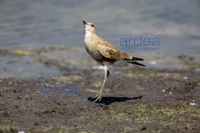 : Australian Pratincole peering skyward : Australian Pratincole peering skyward