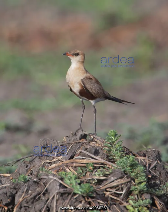 : Australian Pratincole - perched on a dirt pile : Australian Pratincole - perched on a dirt pile