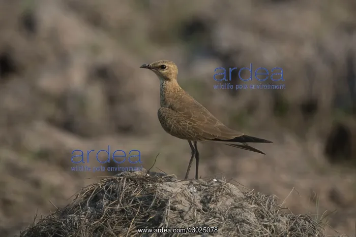 : Australian Pratincole Perched on a mound of earth near : Australian Pratincole Perched on a mound of earth near