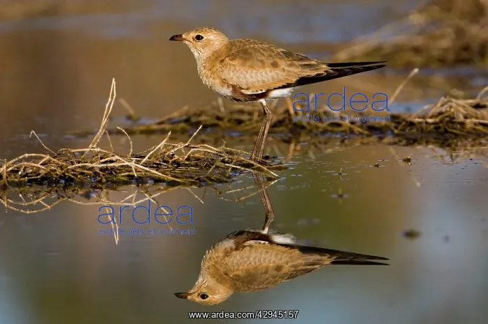: Australian Pratincole - reflection : Australian Pratincole - reflection