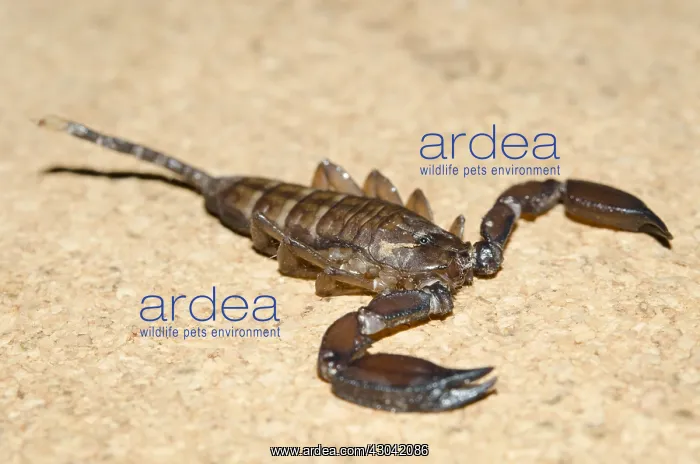 : Australian Rainforest Scorpion - Klungkung, Bali : Australian Rainforest Scorpion - Klungkung, Bali
