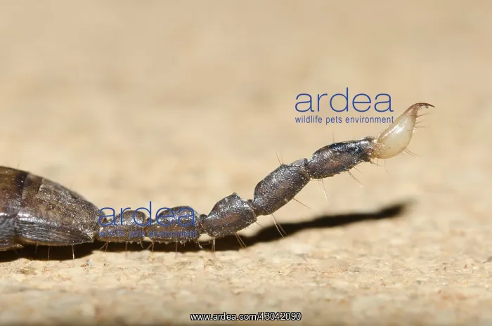 : Australian Rainforest Scorpion - Klungkung, Bali : Australian Rainforest Scorpion - Klungkung, Bali