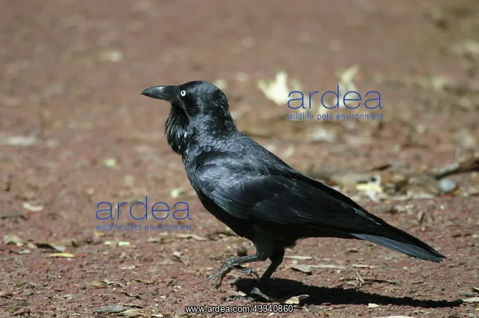 : Australian RAVEN - walking, side view : Australian RAVEN - walking, side view