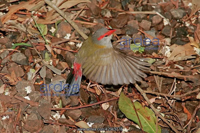 : Australian Red-browed Finch - in flight low above ground : Australian Red-browed Finch - in flight low above ground