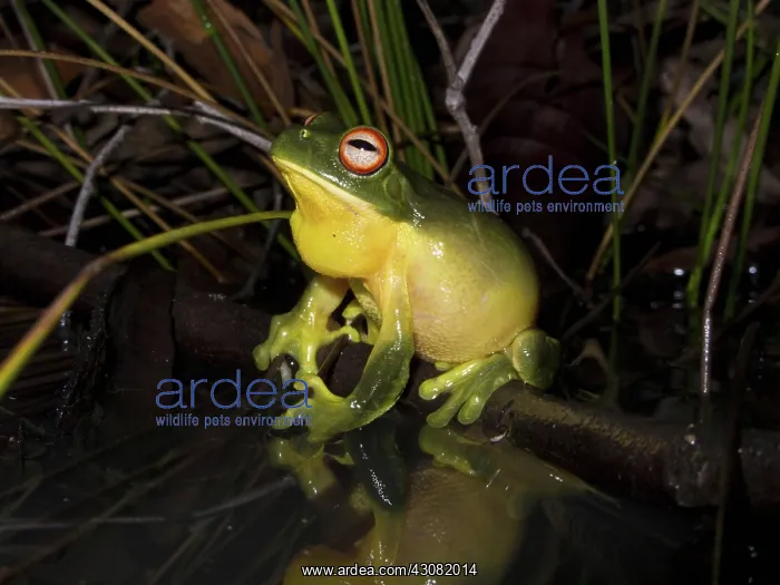 : Australian Red-eyed Treefrog : Australian Red-eyed Treefrog